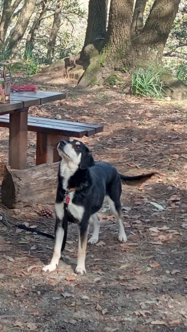 🚨🚨 MUSA - urgente rischio il canile !🚨🚨 Foto 8